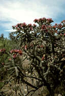 Image of Cane Prickly-pear Cactus