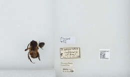 Bombus ephippiatus Say 1837 resmi