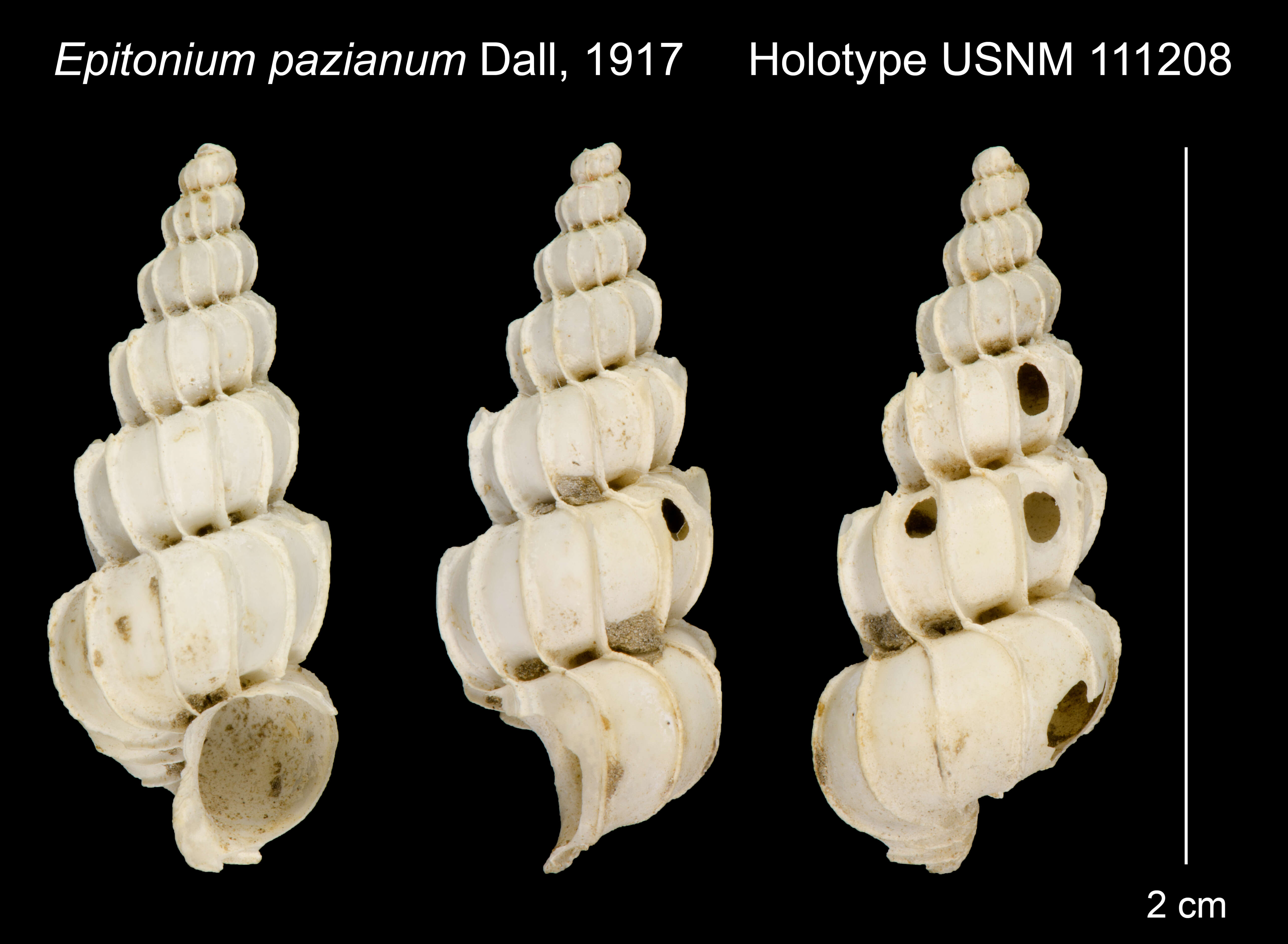 Image of Epitonium pazianum Dall 1917