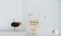 Imagem de Bombus volucelloides Gribodo 1892