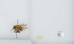 Imagem de Bombus diversus Smith 1869