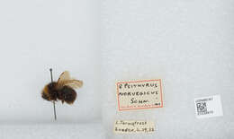 صورة Bombus norvegicus (Sparre-Schneider 1918)