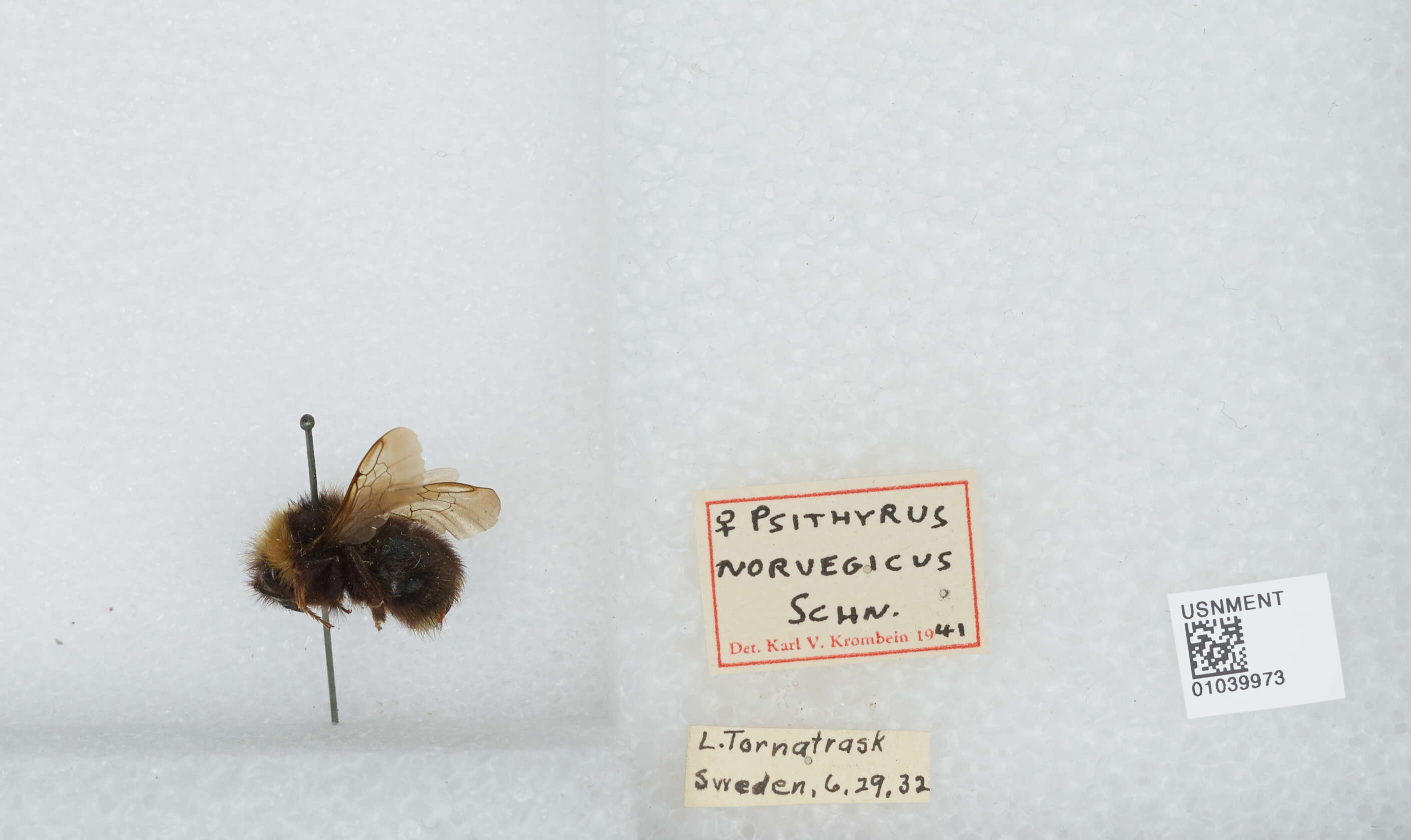 صورة Bombus norvegicus (Sparre-Schneider 1918)