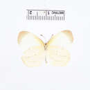 Image of Eurema phiale (Cramer (1775))