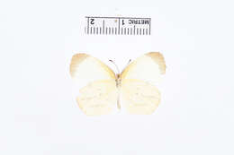 Image de Eurema phiale (Cramer (1775))