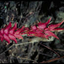 Image of Heliconia sanctae-martae L. Andersson