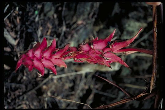 Image of Heliconia sanctae-martae L. Andersson