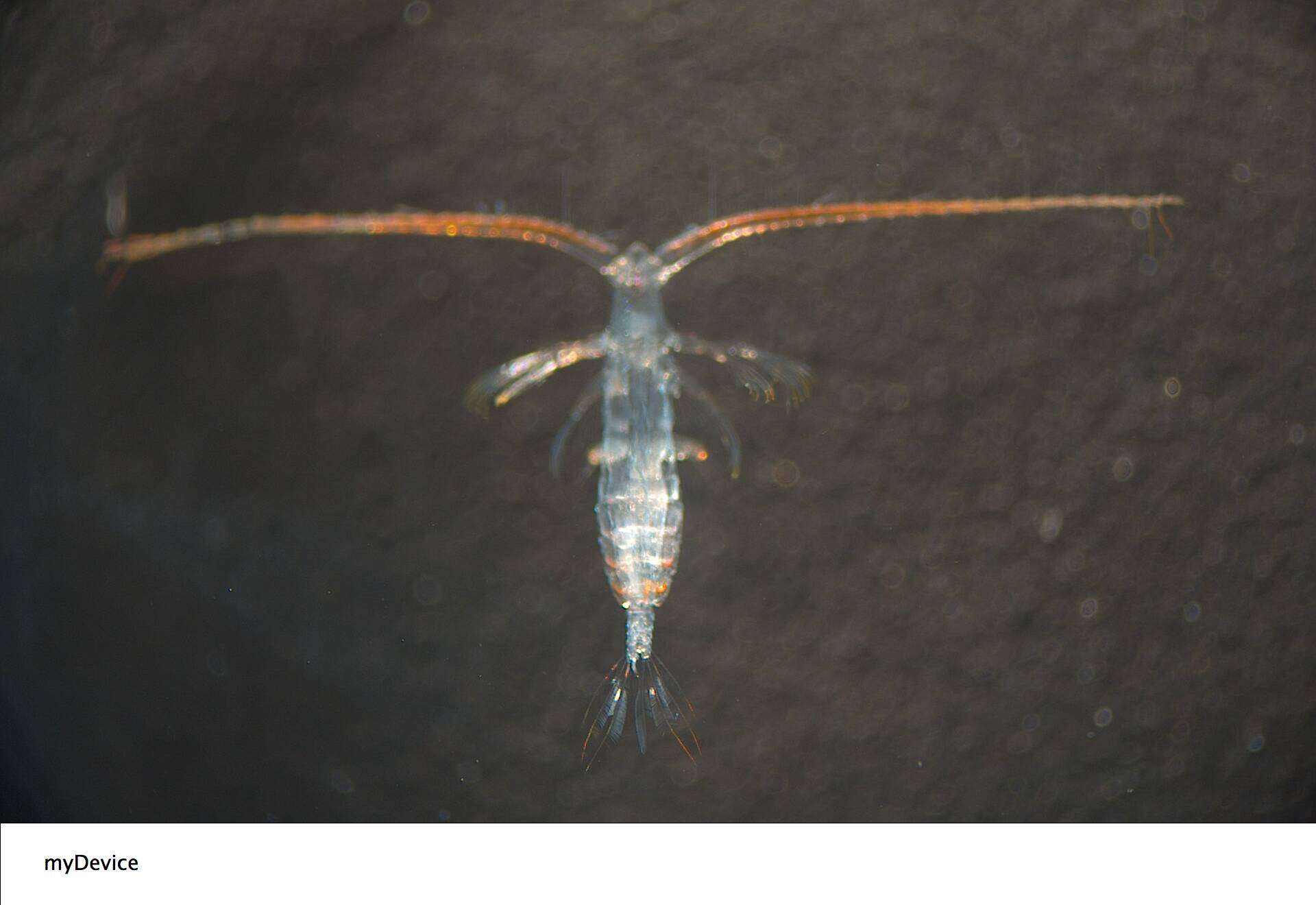 Image of Pareucalanus sewelli (Fleminger 1973)