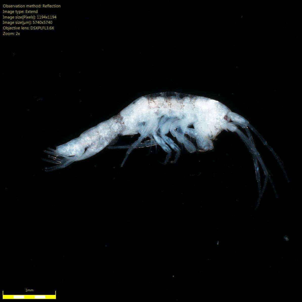 Image of Amphipoda