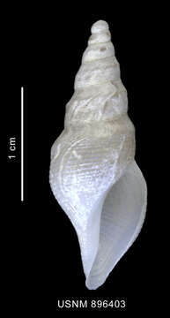 Image of Leucosyrinx paratenoceras Powell 1951
