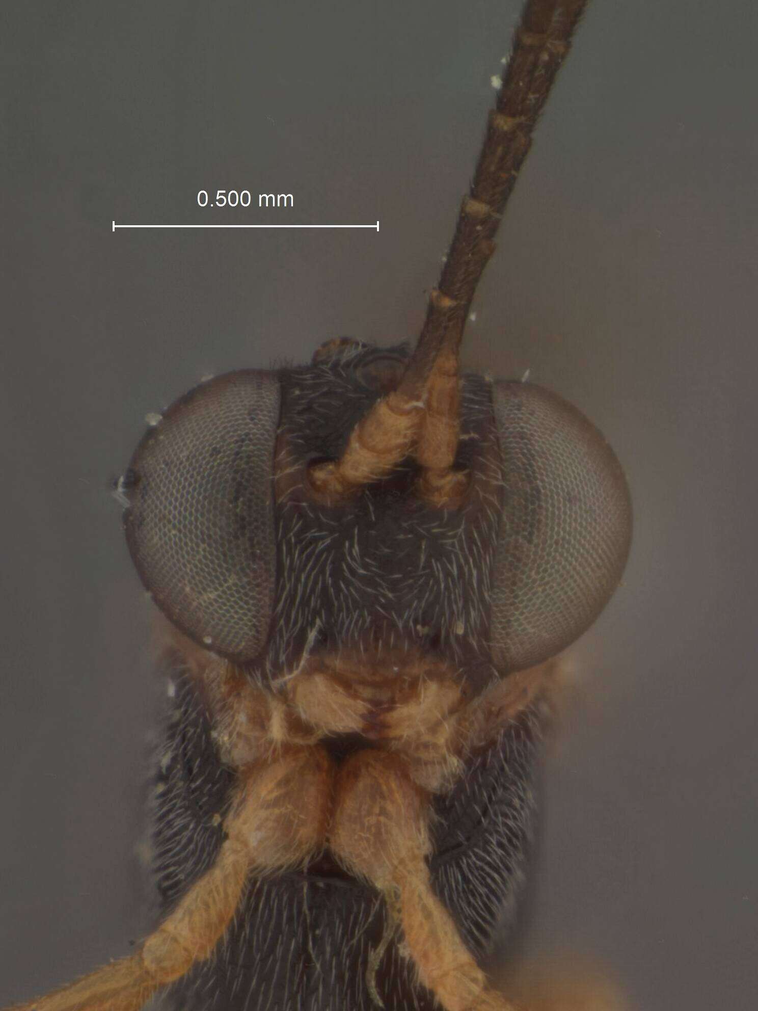 Image of Pristomerus laticeps Cushman 1920