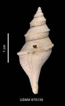 Image of Aforia goniodes (R. B. Watson 1881)