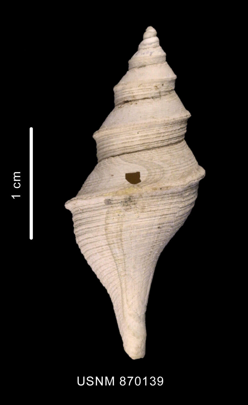 Image of Aforia goniodes (R. B. Watson 1881)