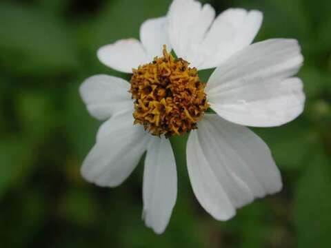 Plancia ëd Bidens alba var. radiata (Sch. Bip.) Ballard