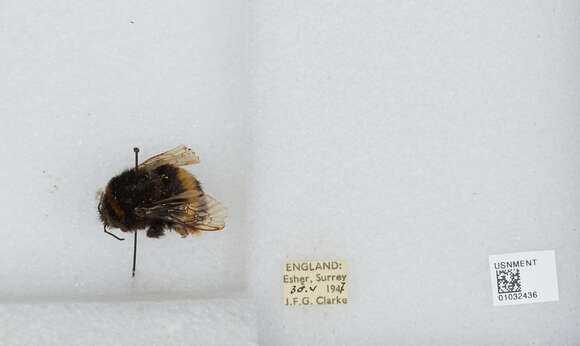 Image of Bombus terrestris audax (Harris 1776)