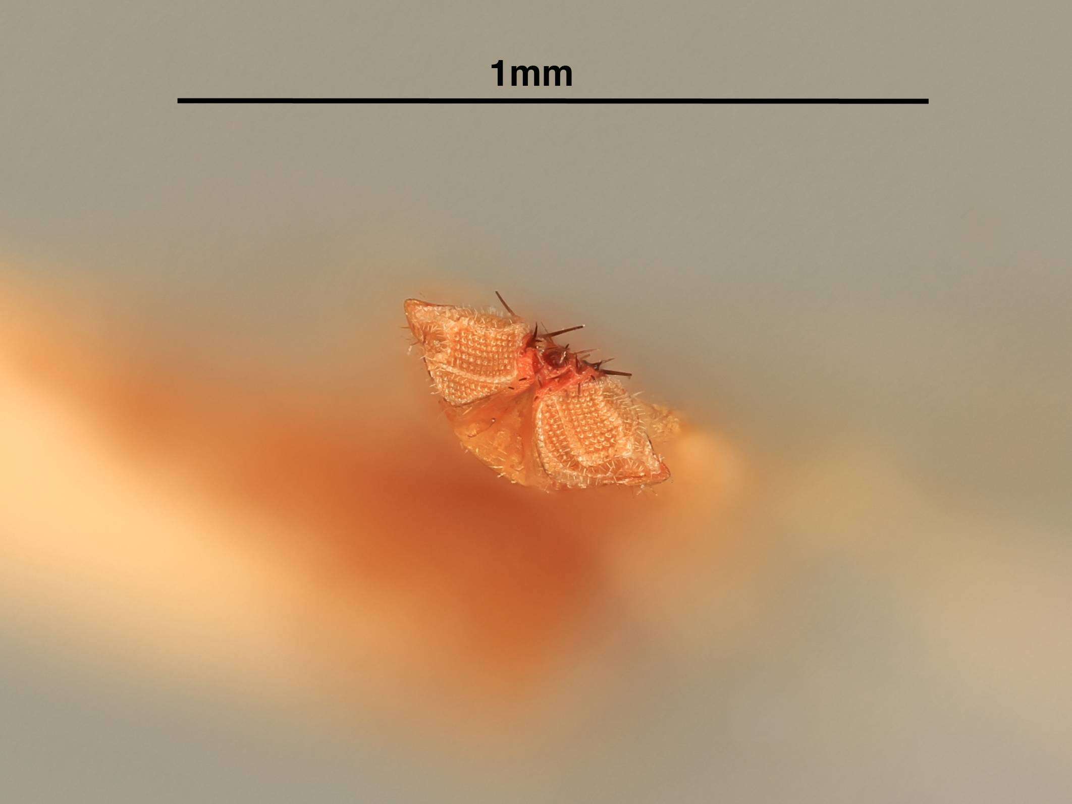 Image of Parasitoid wasp