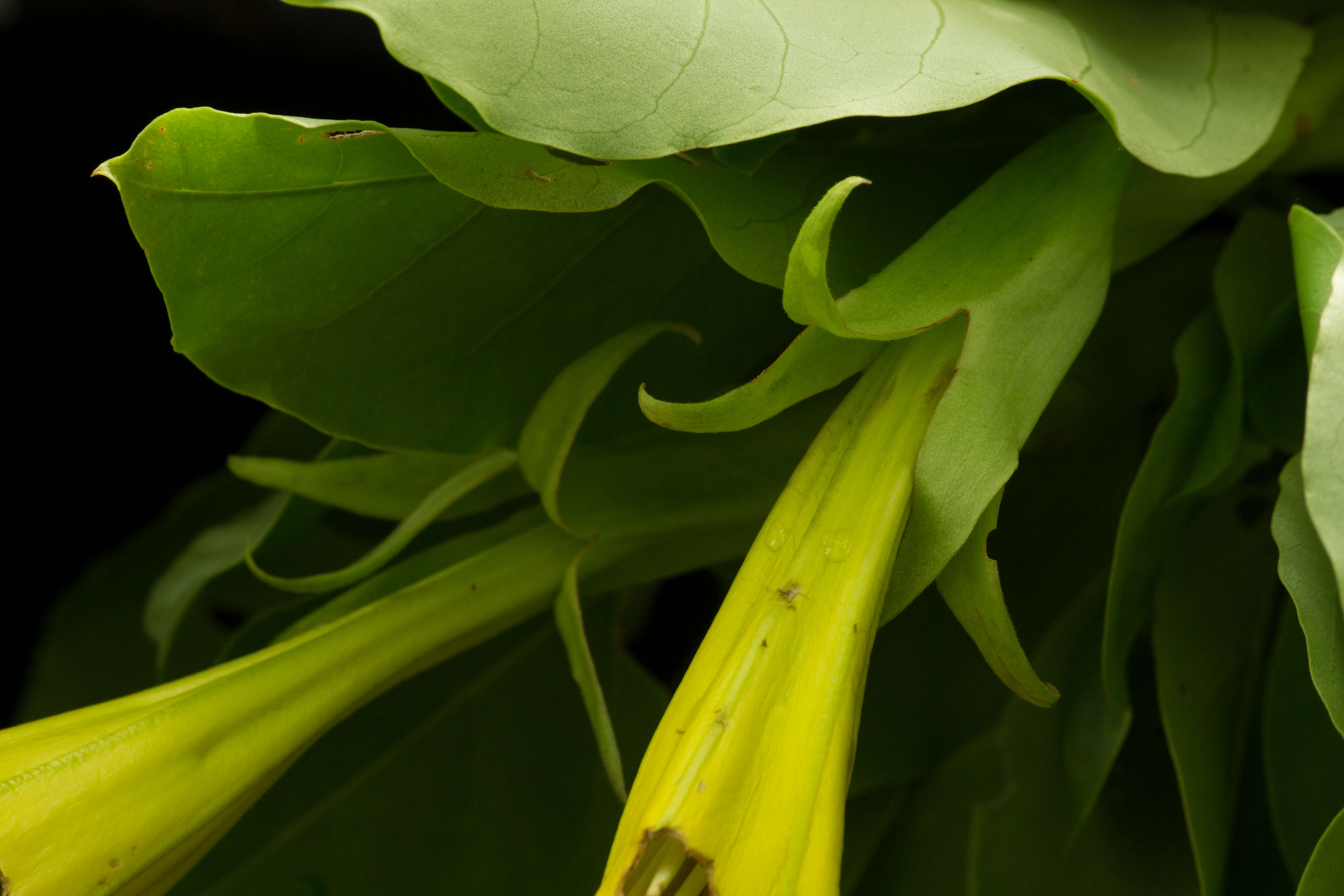 Image of Solandra nizandensis Matuda