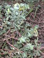 Oenothera drummondii subsp. thalassaphila (Brandegee) W. Dietrich & W. L. Wagner resmi