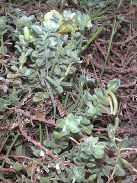 Imagem de Oenothera drummondii subsp. thalassaphila (Brandegee) W. Dietrich & W. L. Wagner