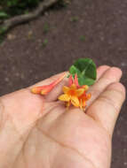 Image of trumpet honeysuckle