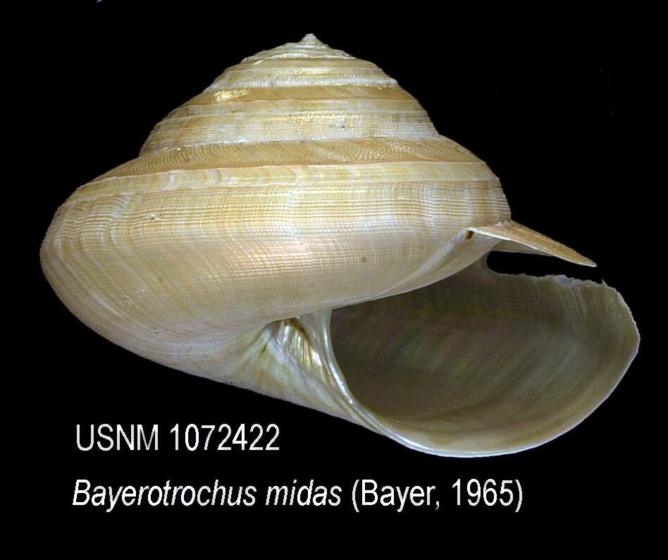 Image de Bayerotrochus midas (Bayer 1965)