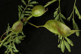 Image of <i>Mimosa acantholoba</i> var. <i>eurycarpa</i>