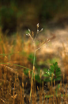 Image of silver hairgrass