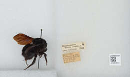 Image of Bombus morio (Swederus 1787)