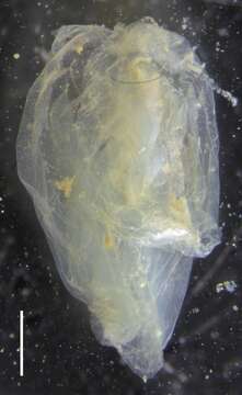 Image of string jelly