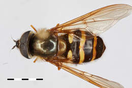 Image of Dasysyrphus Enderlein 1938