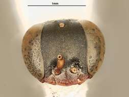 Image of Miscophus bridwelli Lomholdt 1985