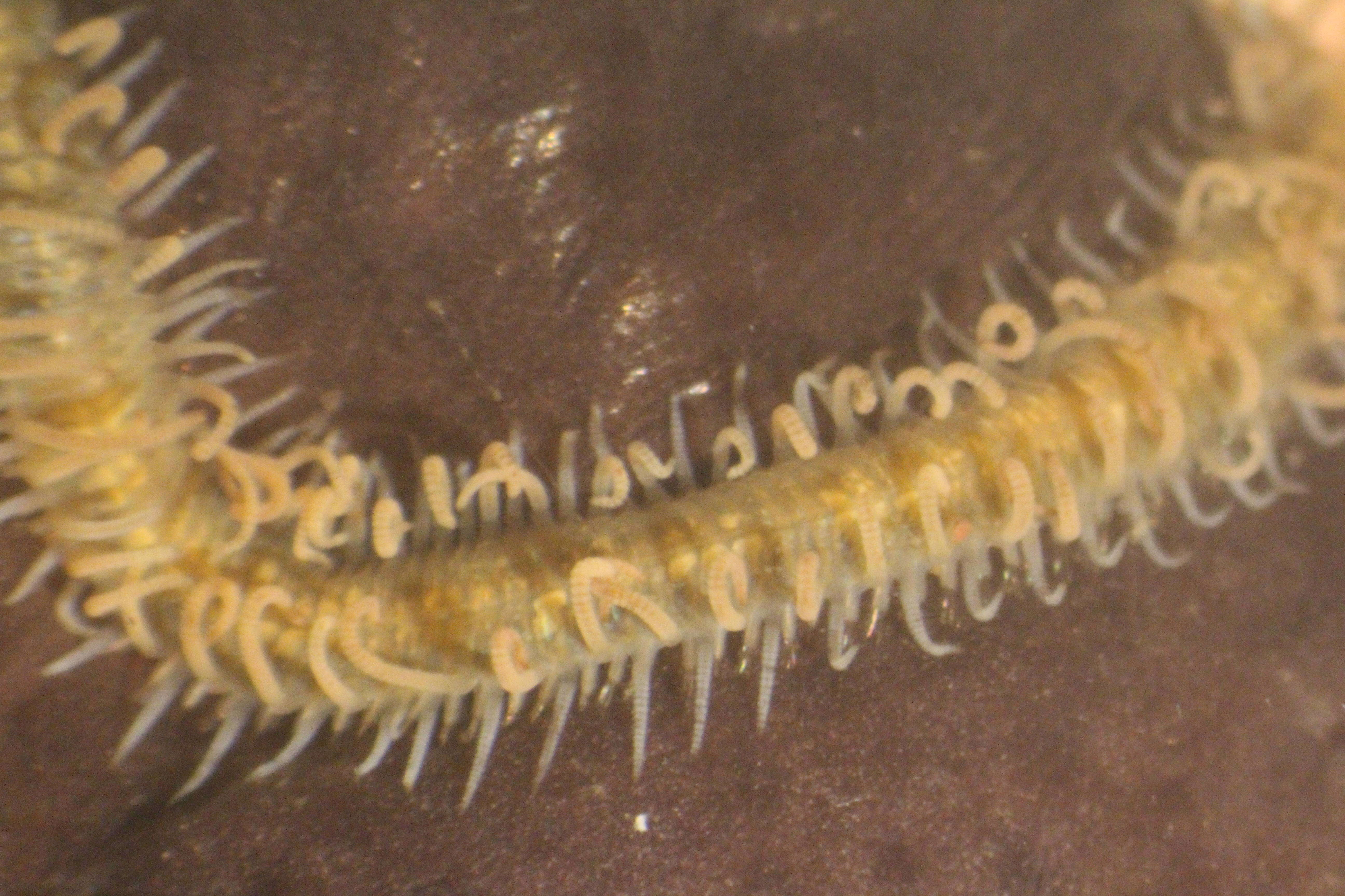 Image of Trypanosyllis subgen. Trypanosyllis