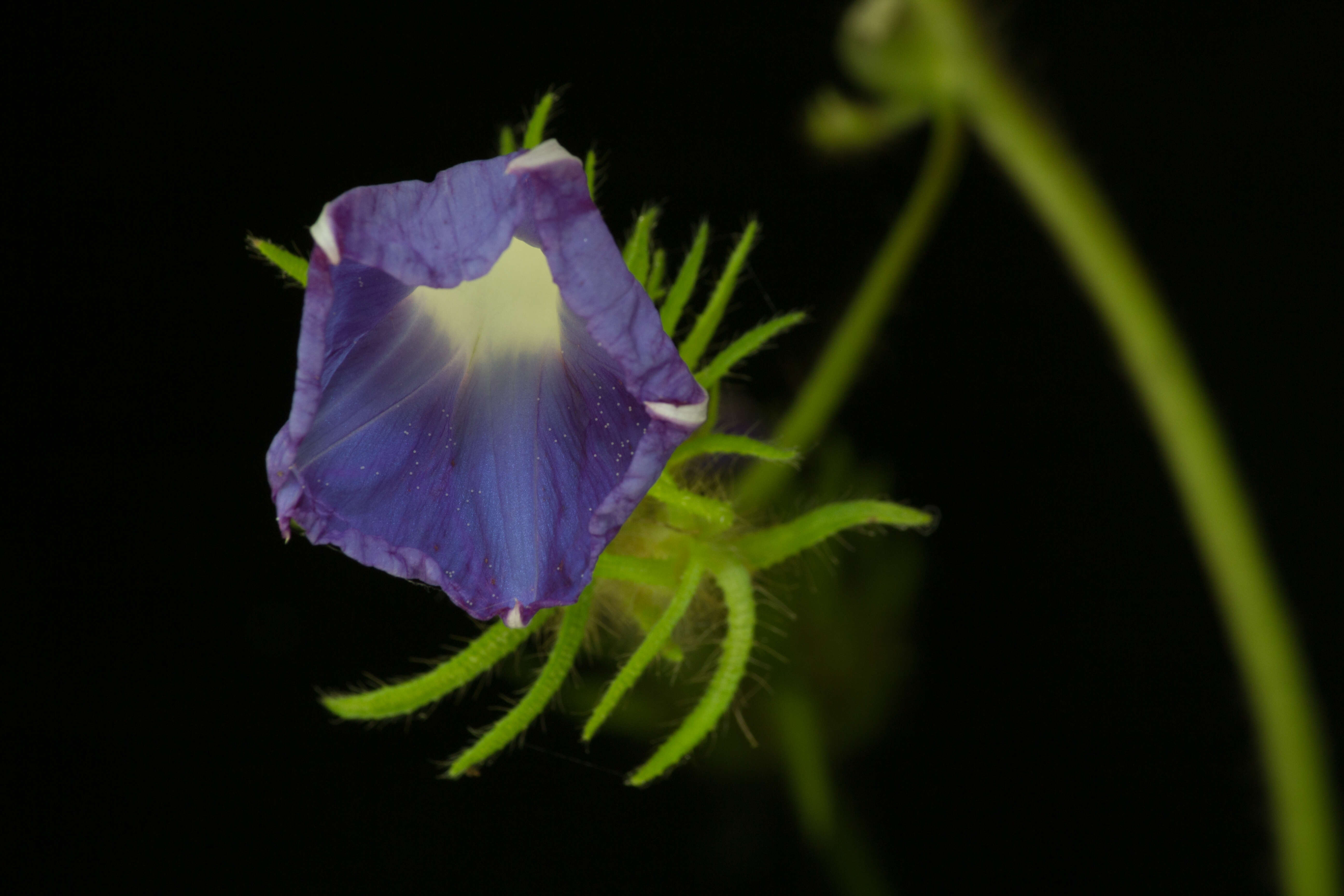 Image of whiteedge morning-glory