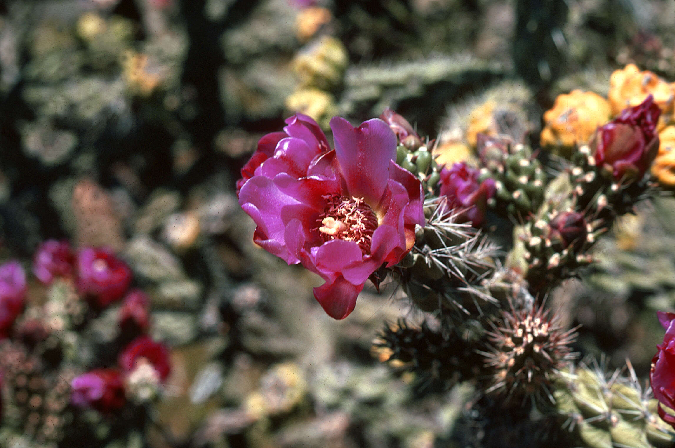 Image of Cane Prickly-pear Cactus
