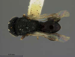 صورة Brachymeria prodeniae (Ashmead 1904)