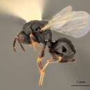 صورة Eurytoma antistrophi Bugbee 1982