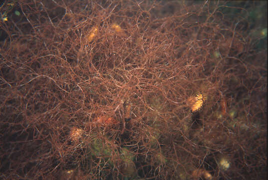 Image of Red algae