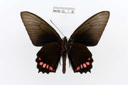 Sivun Parides orellana (Hewitson 1852) kuva