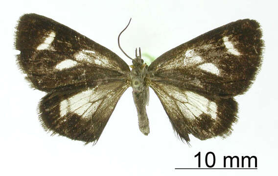 Image of Heterusia albidior Dognin 1911