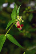 Image of Cuphea pinetorum Benth.