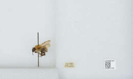 Imagem de Bombus diversus Smith 1869