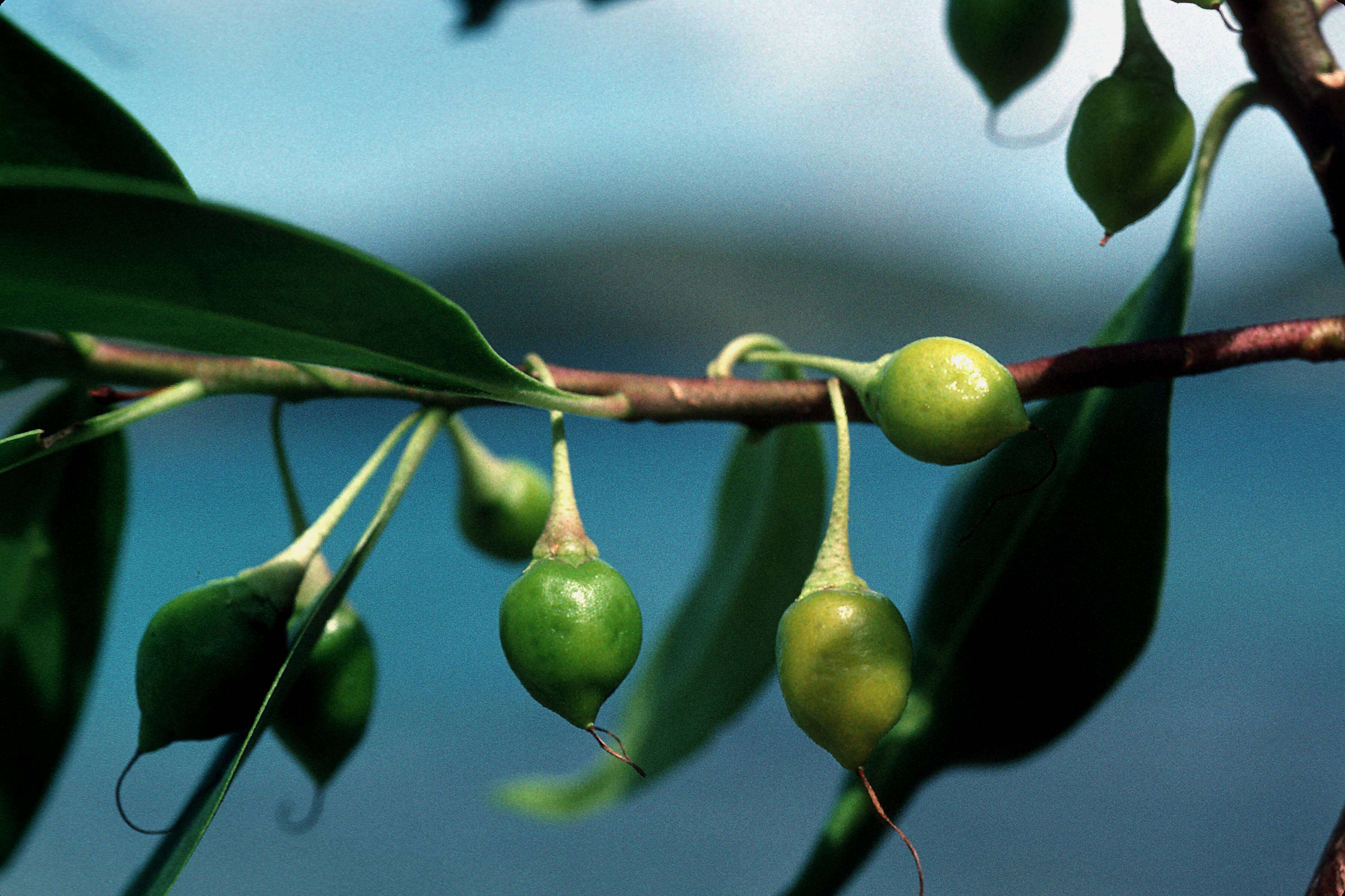 Image of Barbados Olive