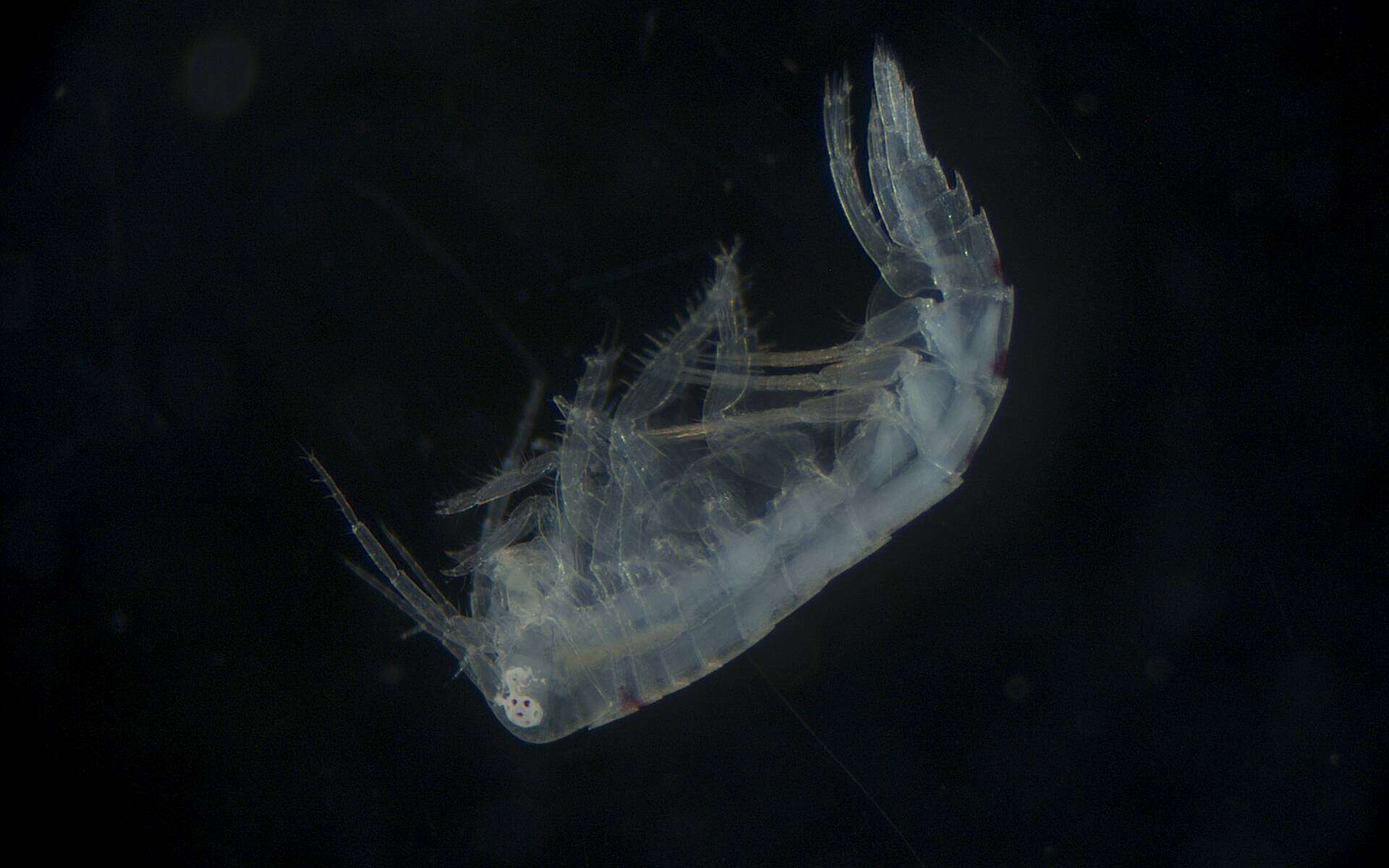 Image of Amphipoda