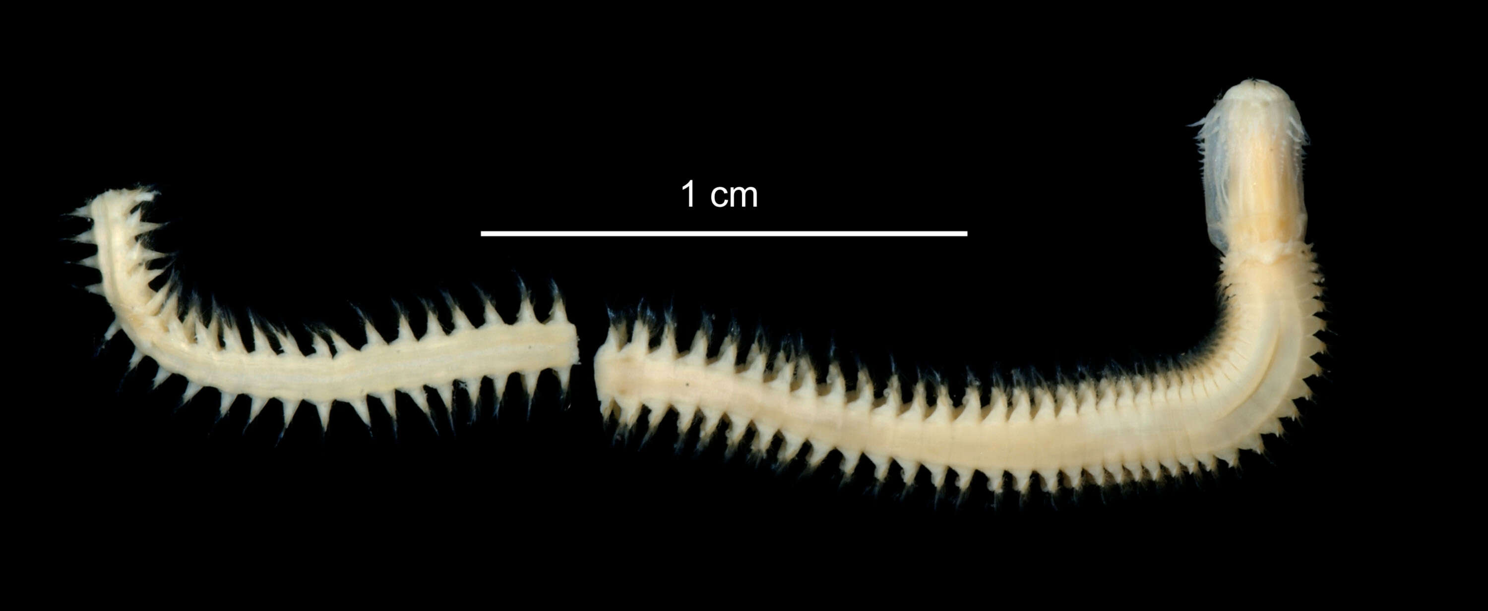 Image of Aglaophamus posterobranchus Hartman 1967