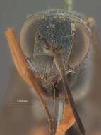 Image of Auplopus magnus Dreisbach 1963