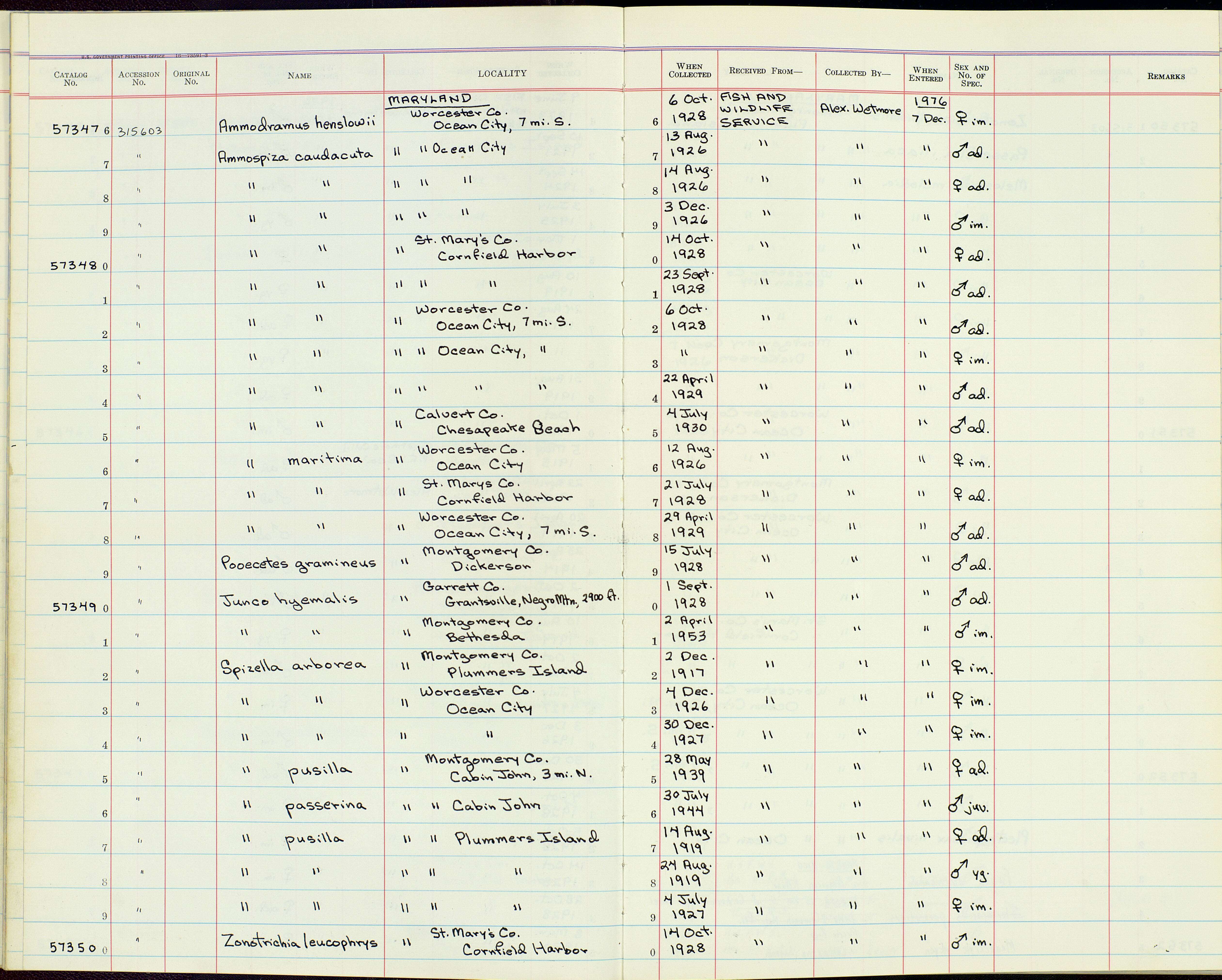 Image of <i>Ammodramus <i>maritimus</i></i> maritimus