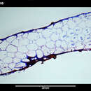 Image of Alcyonidium epispiculum Porter & Hayward 2004