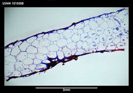 Image de Alcyonidium epispiculum Porter & Hayward 2004