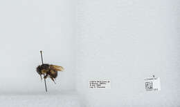 Bombus ephippiatus Say 1837 resmi