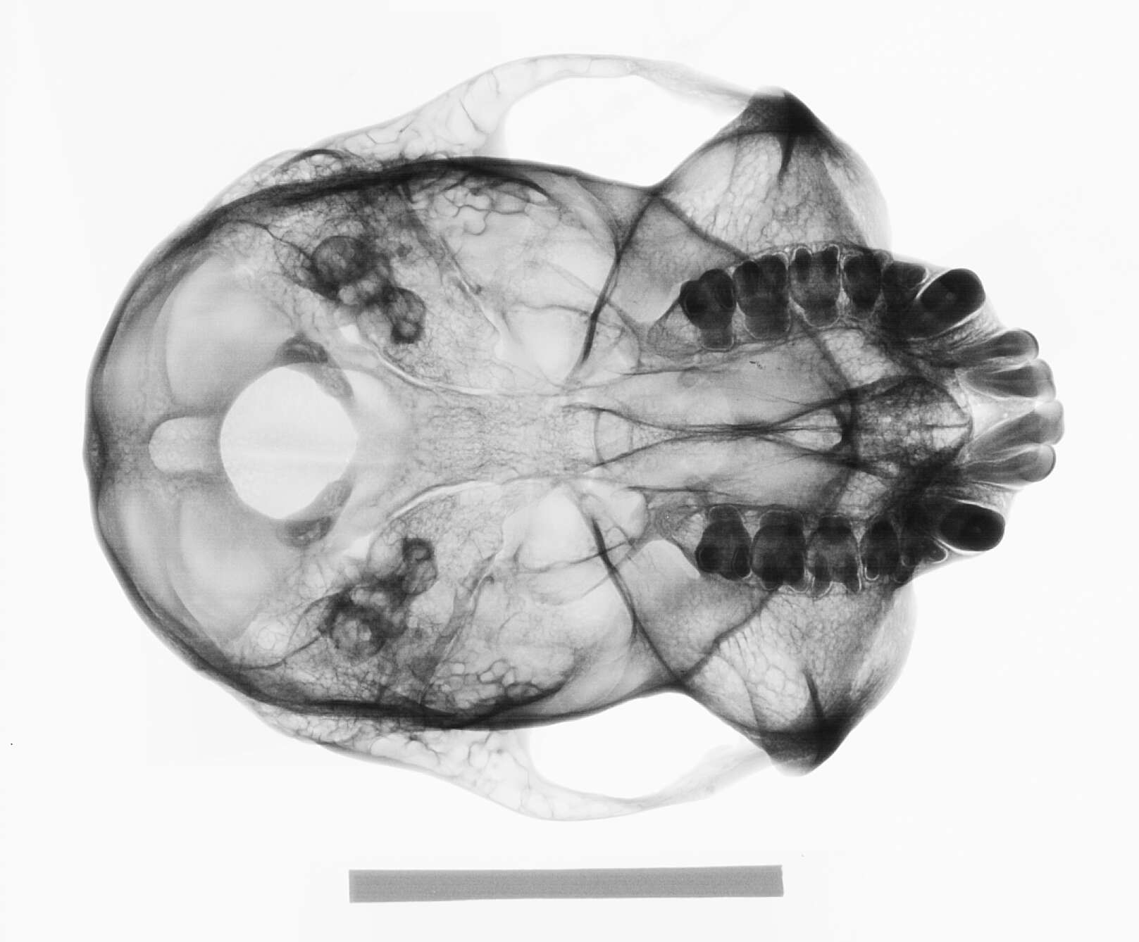 Image of Presbytis sumatrana (Müller & Schlegel 1841)